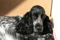 Photo du chien Bakie pour son portrait animalier